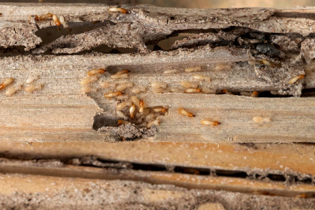  Winlock, WA Pest Control Pros